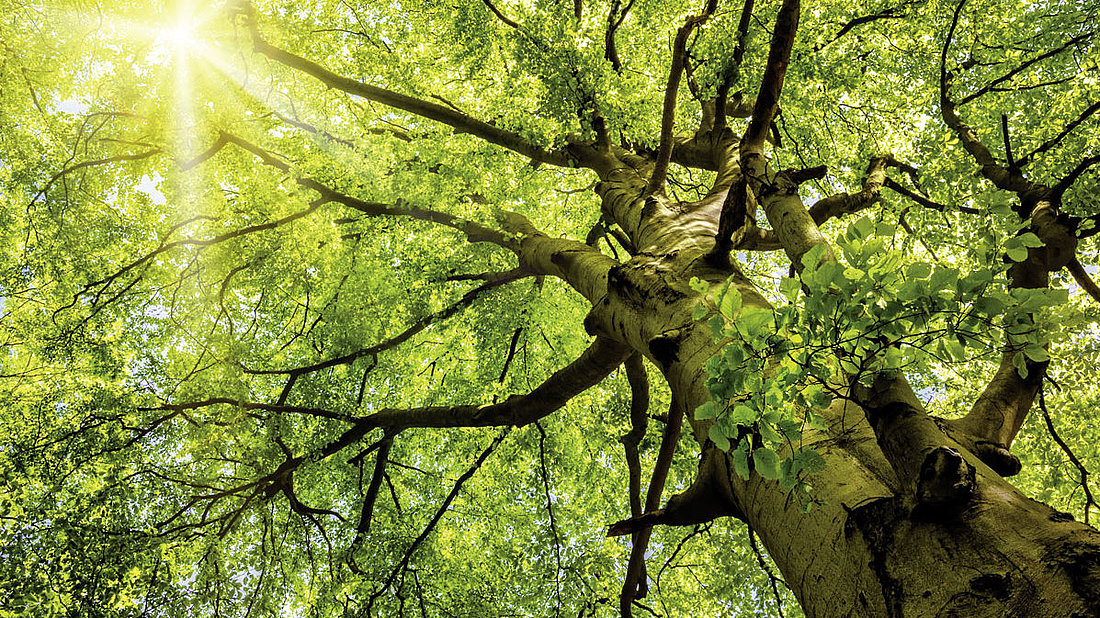 Sonne fällt durchs Blätterdach einer großen Buche, Holzbau schützt das Klima